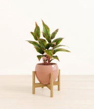 Load image into Gallery viewer, Calm Rose stand:bamboo
