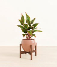Load image into Gallery viewer, Calm Rose stand:walnut
