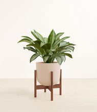 Load image into Gallery viewer, Sandy Pink stand:walnut
