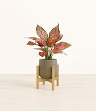 Load image into Gallery viewer, Olive stand:bamboo
