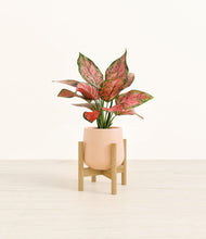 Load image into Gallery viewer, Gentle Pink stand:bamboo

