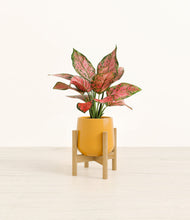 Load image into Gallery viewer, Mustard stand:bamboo
