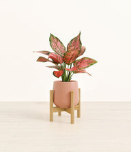 Load image into Gallery viewer, Calm Rose stand:bamboo
