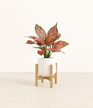 Load image into Gallery viewer, White stand:bamboo
