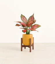 Load image into Gallery viewer, Mustard stand:walnut

