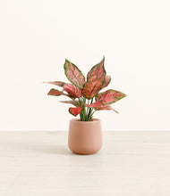 Load image into Gallery viewer, Calm Rose*****Profile
