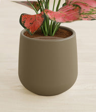 Load image into Gallery viewer, Olive stand:all
