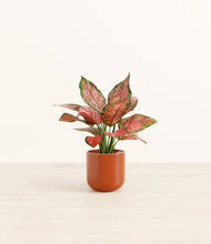 Load image into Gallery viewer, Glossy Red*****Profile
