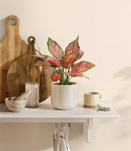Load image into Gallery viewer, Snowdrift White

