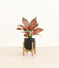 Load image into Gallery viewer, Stone Black stand:bamboo
