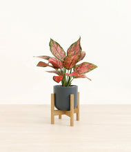 Load image into Gallery viewer, Iron Gray stand:bamboo
