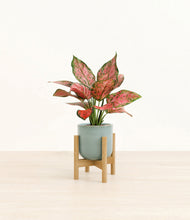 Load image into Gallery viewer, Reactive Aqua stand:bamboo
