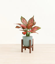 Load image into Gallery viewer, Reactive Aqua stand:walnut
