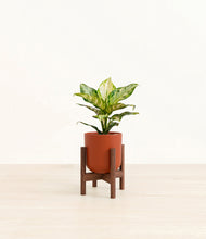 Lade das Bild in den Galerie-Viewer, Earth Red stand:dark
