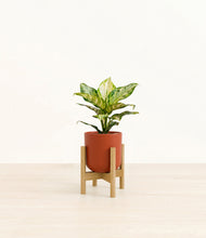 Lade das Bild in den Galerie-Viewer, Earth Red stand:light
