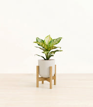 Lade das Bild in den Galerie-Viewer, Natural Bamboo stand:light
