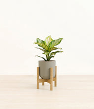 Lade das Bild in den Galerie-Viewer, Sage Green stand:light
