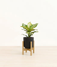 Lade das Bild in den Galerie-Viewer, Stone Black stand:light
