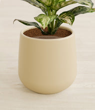 Lade das Bild in den Galerie-Viewer, Almond Green stand:all
