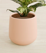 Lade das Bild in den Galerie-Viewer, Gentle Pink stand:all
