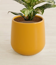 Lade das Bild in den Galerie-Viewer, Mustard stand:all
