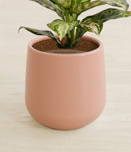Lade das Bild in den Galerie-Viewer, Calm Rose stand:all
