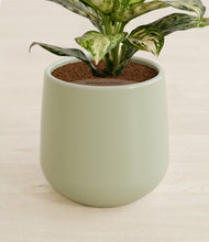 Lade das Bild in den Galerie-Viewer, Turquoise stand:all
