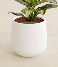 Lade das Bild in den Galerie-Viewer, White stand:all
