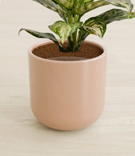 Charger l'image dans la galerie, Glossy Pink stand:all
