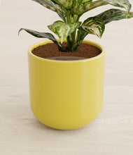 Charger l'image dans la galerie, Key Lime Yellow stand:all
