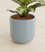 Charger l'image dans la galerie, Misty Blue stand:all
