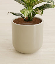 Charger l'image dans la galerie, Sage Green stand:all
