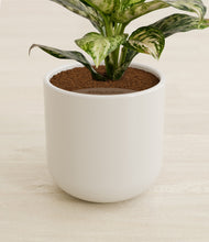 Charger l'image dans la galerie, Cotton White stand:all
