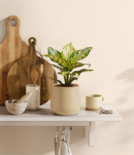 Lade das Bild in den Galerie-Viewer, Almond Green
