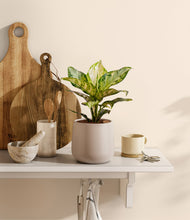 Lade das Bild in den Galerie-Viewer, Eternal Gray
