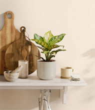 Charger l'image dans la galerie, Cotton White
