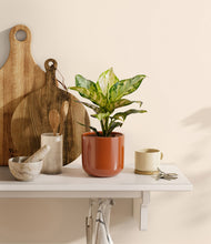 Charger l'image dans la galerie, Glossy Red
