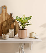 Charger l'image dans la galerie, Glossy Pink
