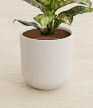 Lade das Bild in den Galerie-Viewer, Natural Bamboo stand:all
