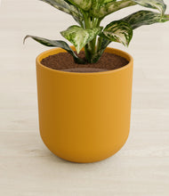 Lade das Bild in den Galerie-Viewer, Sunset Orange stand:all
