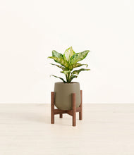 Lade das Bild in den Galerie-Viewer, Olive stand:dark
