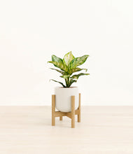 Charger l'image dans la galerie, Cotton White stand:light
