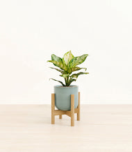 Charger l'image dans la galerie, Reactive Aqua stand:light
