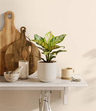 Lade das Bild in den Galerie-Viewer, Natural Bamboo
