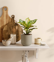 Lade das Bild in den Galerie-Viewer, Sage Green
