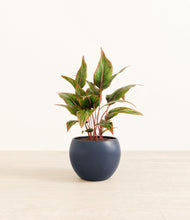 Load image into Gallery viewer, Deep Navy*****Profile
