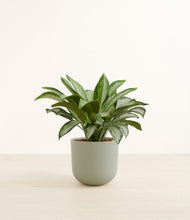 Load image into Gallery viewer, Sage Green*****Profile
