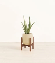 Load image into Gallery viewer, Almond Green stand:walnut
