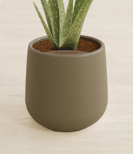 Load image into Gallery viewer, Olive stand:all
