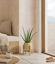 Load image into Gallery viewer, Almond Green stand:bamboo
